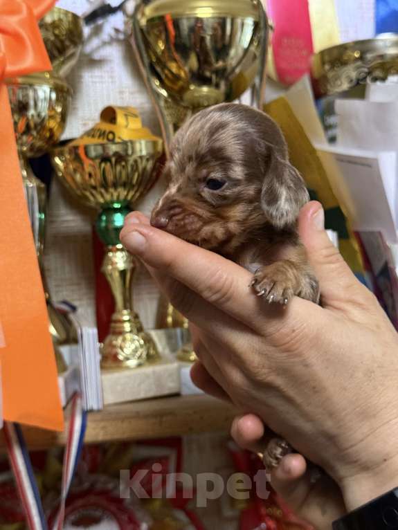 Собаки в Москве: Миниатюрная коричнево-мраморная такса Девочка, 150 000 руб. - фото 2