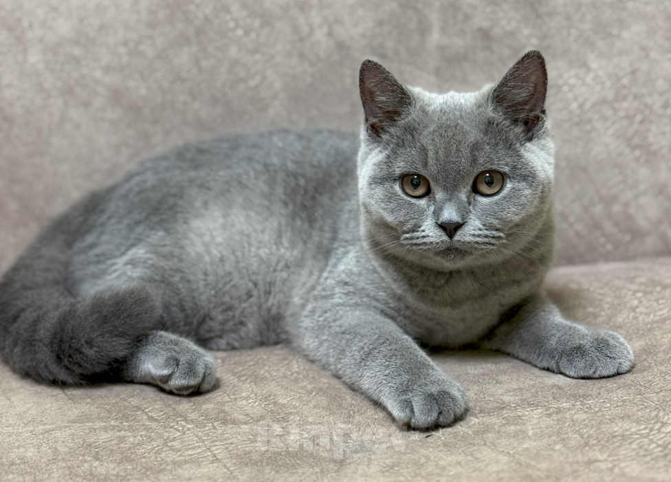 Кошки в Красноярске: Питомник британских котят Девочка, 30 000 руб. - фото 1