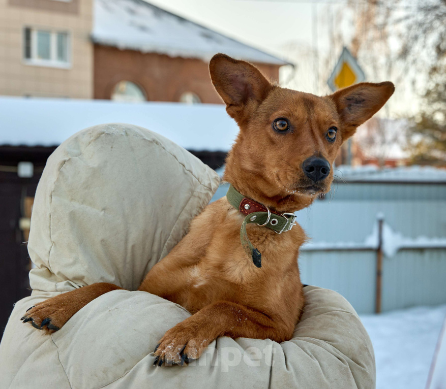 Собаки в Москве: Рыжее солнышко ВИНКИ ищет семью Девочка, 10 руб. - фото 5