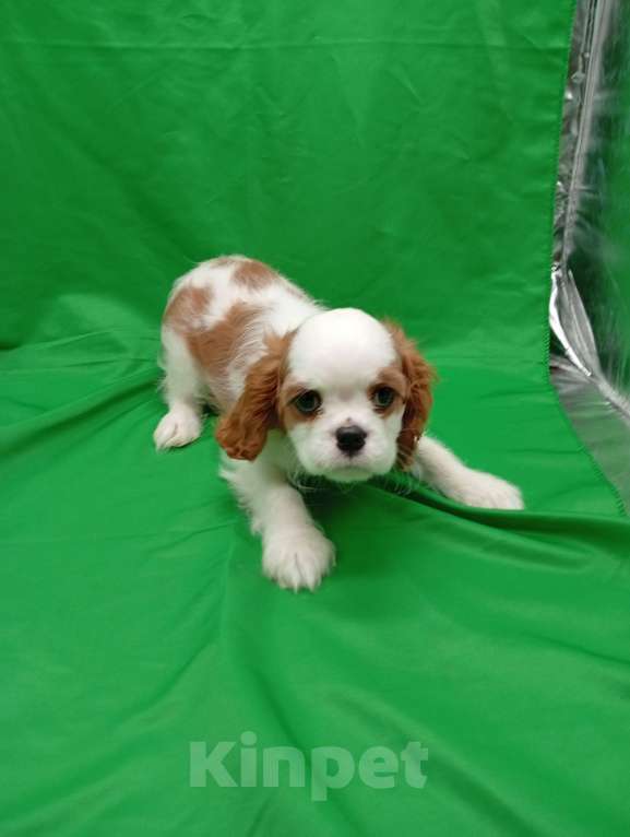 Собаки в Москве: Щенки кавалер Кинг Чарльз спаниель  Девочка, 60 000 руб. - фото 1