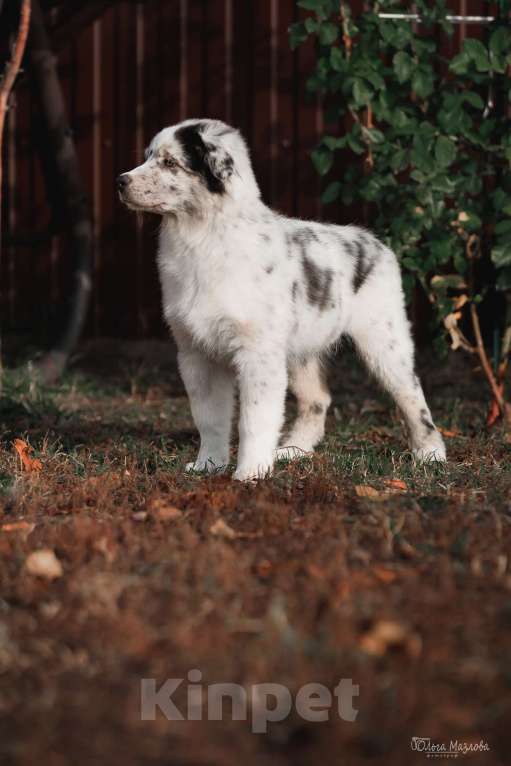 Собаки в Саратове: Австралийская овчарка  Мальчик, 50 000 руб. - фото 4