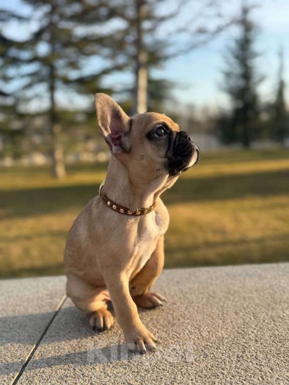 Собаки в Краснодаре: Продам щенка французского бульдог  Девочка, 25 000 руб. - фото 2