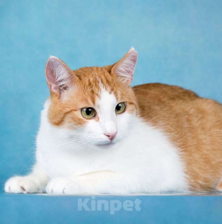 Кошки в Москве: Рыженький котик Яша в поисках своей семьи ???? Мальчик, Бесплатно - фото 4