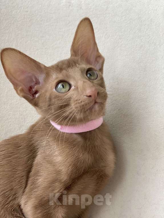 Кошки в Анапе: Ориенталочка Девочка, Бесплатно - фото 3