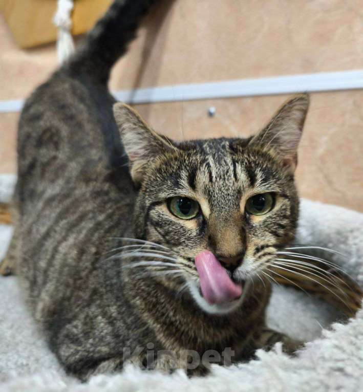 Кошки в Москве: Спокойная кошка в добрые руки Девочка, Бесплатно - фото 4