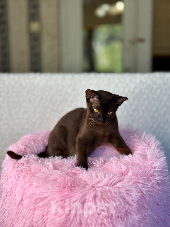 Кошки в Москве: Бурманский мальчик соболь Мальчик, 44 999 руб. - фото 3