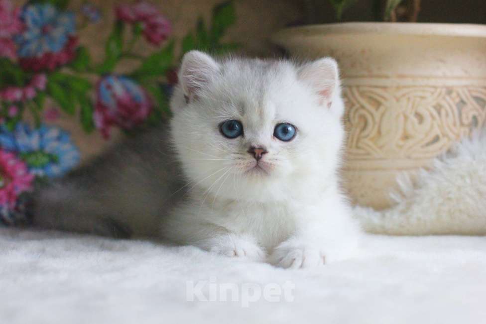 Кошки в Москве: Красивый мальчик серебристая шиншилла Мальчик, 70 000 руб. - фото 4