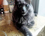 Кошки в Москве: Роскошный Мартин, котик породы нибелунг в добрые руки Мальчик, 10 руб. - фото 4