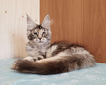 Кошки в Владимире: Мейн-кун кошечка - серебристая черепашка Девочка, 50 000 руб. - фото 6