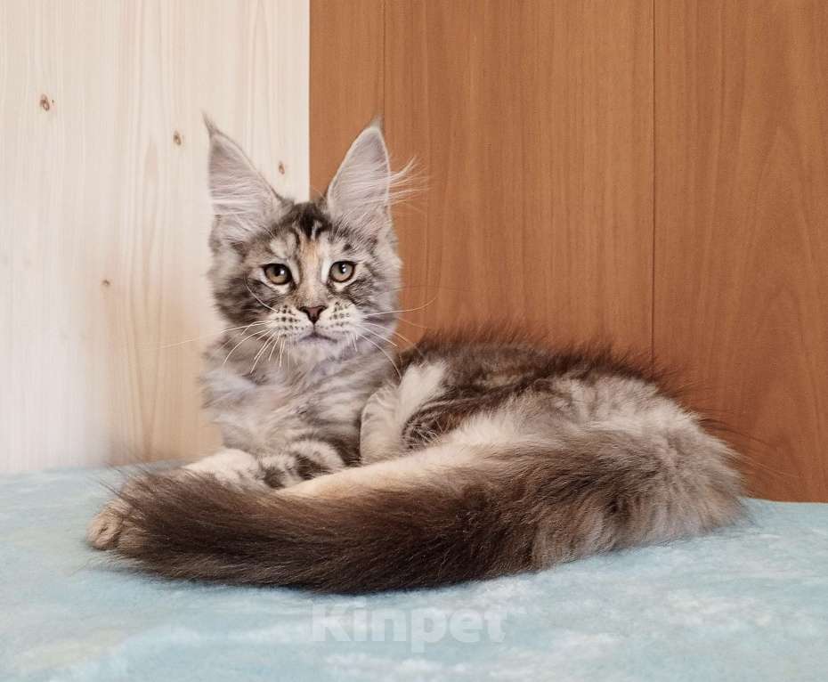 Кошки в Владимире: Мейн-кун кошечка - серебристая черепашка Девочка, 50 000 руб. - фото 6