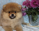 Собаки в Москве: Померанский шпиц- мини мальчик Мальчик, 35 000 руб. - фото 4