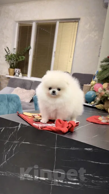 Собаки в Москве: Померанские щенки шпица SUPER VIP mini (мишка) Мальчик, 30 000 руб. - фото 3