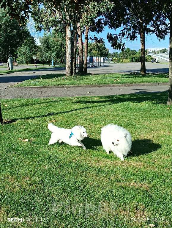 Собаки в Сочи: Белоснежный щенок японского шпица Мальчик, 30 000 руб. - фото 3