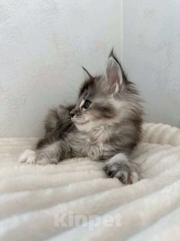 Кошки в Москве: Мейн-кун котенок девочка на серебре Девочка, 60 000 руб. - фото 2