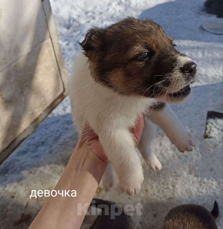 Собаки в Отрадном: В добрые руки Девочка, Бесплатно - фото 1