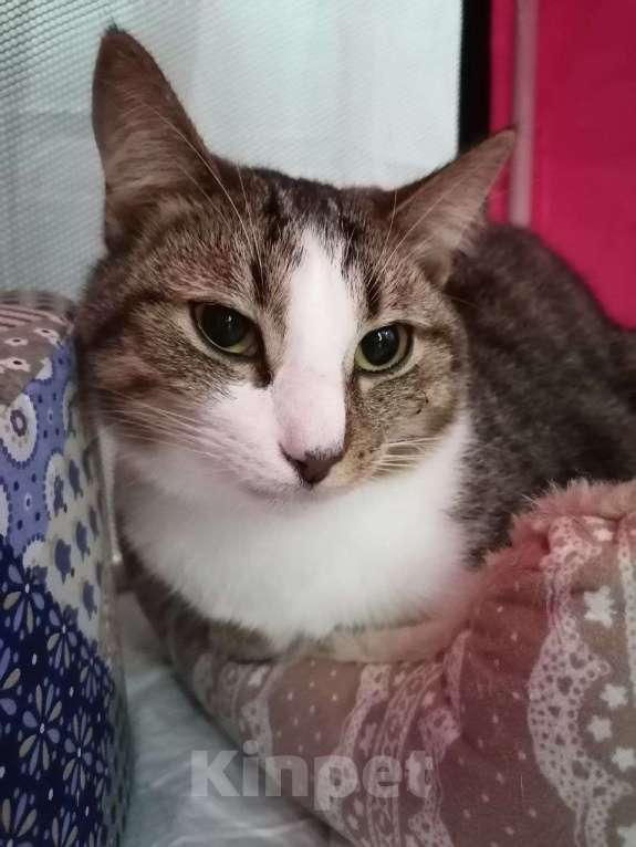 Кошки в Москве: Временное недоразумение а не кот в приюте Мальчик, Бесплатно - фото 8