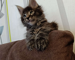Кошки в Москве: Котик полидакт Мальчик, 50 000 руб. - фото 3
