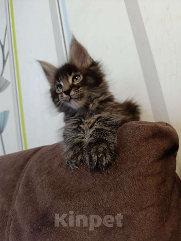Кошки в Москве: Котик полидакт Мальчик, 50 000 руб. - фото 3