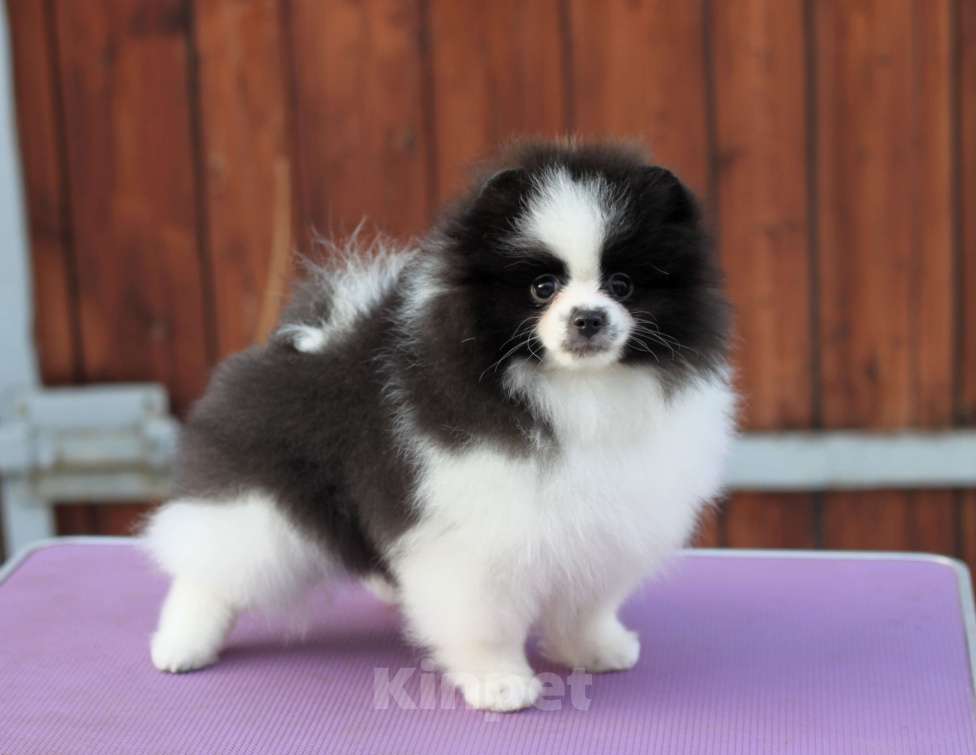 Собаки в Москве: Очаровательная бело-черная девочка Девочка, Бесплатно - фото 1