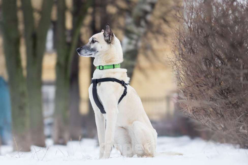 Собаки в Москве: собака Шая в добрые руки Девочка, Бесплатно - фото 5