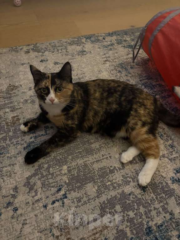 Кошки в Москве: Котенок Яшма Девочка, Бесплатно - фото 2