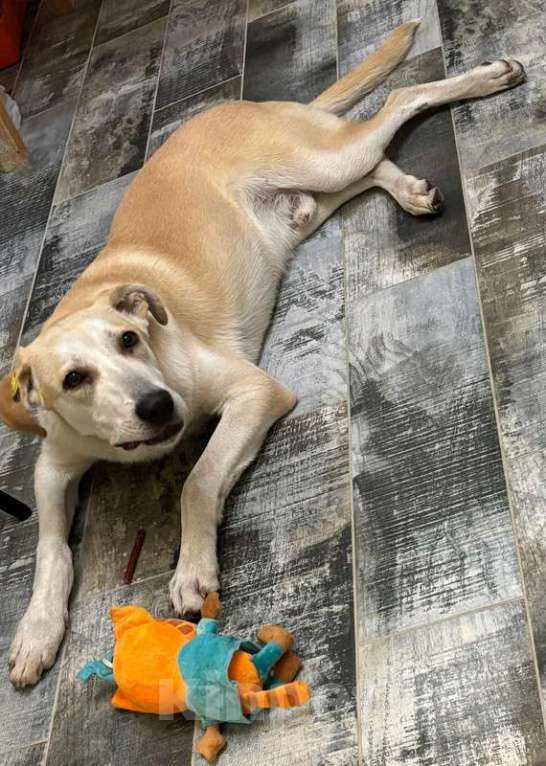 Собаки в Москве: Отдадим солнечного красавчика Барабашку в заботливые руки Мальчик, 1 руб. - фото 2