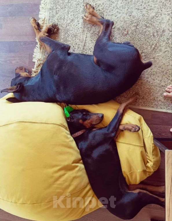 Собаки в других городах Московской области: Щенки доберамна Мальчик, 75 000 руб. - фото 7