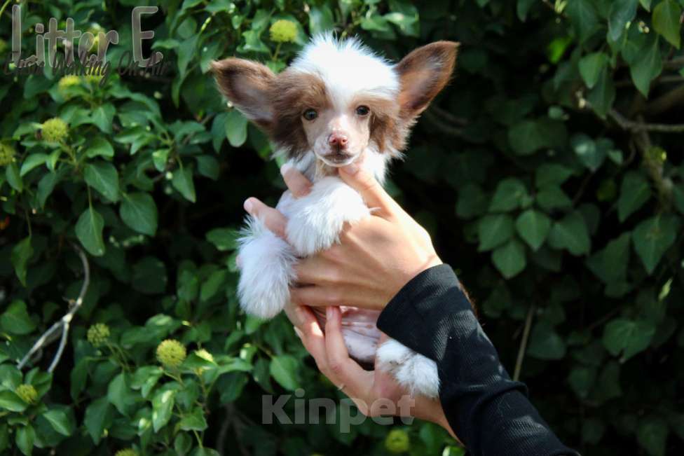 Собаки в Керчи: Миниатюрная голая девочка Девочка, 80 000 руб. - фото 2