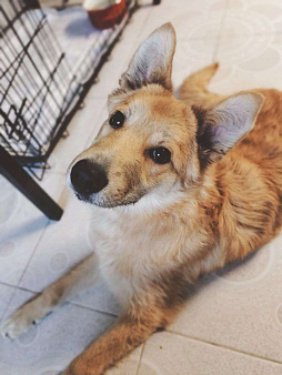 Щенок через неделю пойдет на улицу