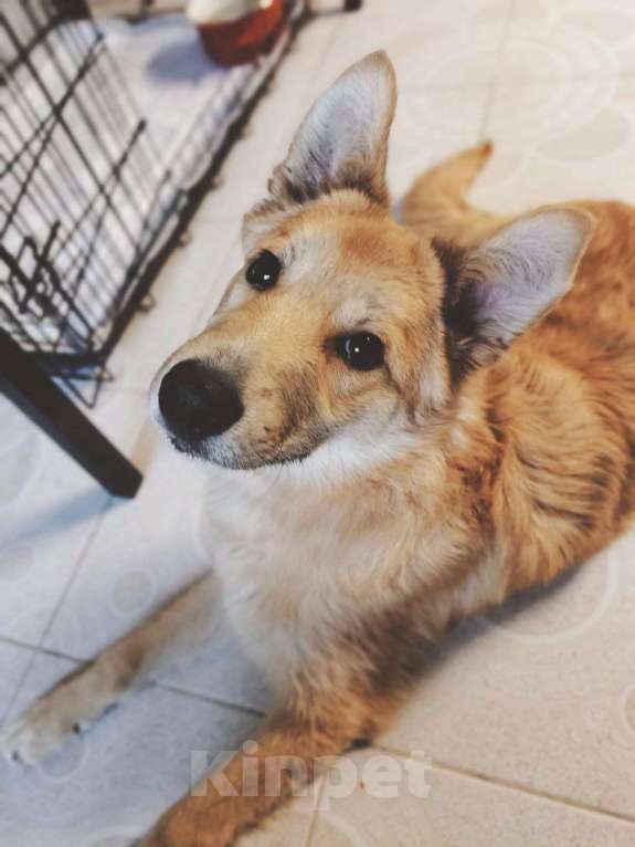 Собаки в Москве: Щенок через неделю пойдет на улицу Мальчик, Бесплатно - фото 1