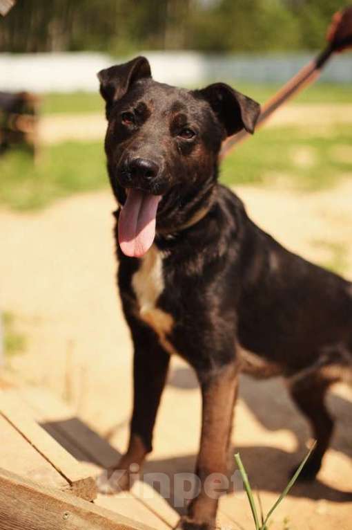 Собаки в Москве: Марвин, веселый пес из приюта Мальчик, Бесплатно - фото 4