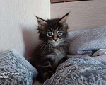 Кошки в Лянторе: Мейн кун классика и полидакты., 20 000 руб. - фото 4