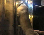 Собаки в Химках: Одам щенка 9 месяцев Мальчик, 1 руб. - фото 4