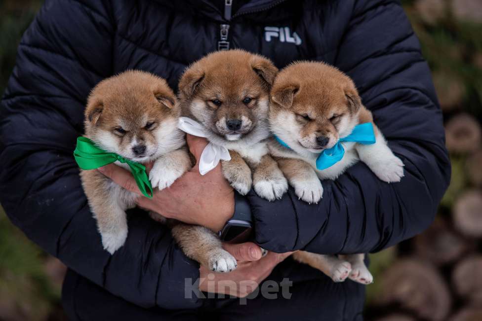 Собаки в Москве: Щенки сиба питомник  KuranDOGS Мальчик, 70 000 руб. - фото 6