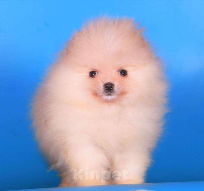 Собаки в Москве: померанский шпиц девочка супер мини Девочка, 50 000 руб. - фото 9