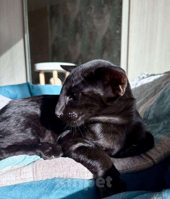 Кошки в Казани: Ориентальные котята  Девочка, Бесплатно - фото 3