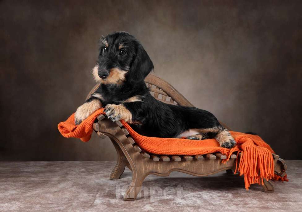 Собаки в Санкт-Петербурге: Кобель таксы Ж)Ш  Мальчик, Бесплатно - фото 2