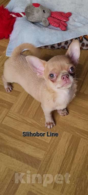 Собаки в Москве: Крутая Чихуахуа девочка Девочка, Бесплатно - фото 2