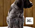 Собаки в Краснодаре: Продаётся дратхаар щенок сука2. Девочка, 45 000 руб. - фото 3