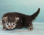 Кошки в Домодедово: Сибирские котята Мальчик, 40 000 руб. - фото 4