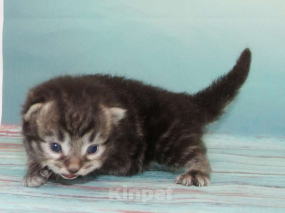 Кошки в Домодедово: Сибирские котята Мальчик, 40 000 руб. - фото 4