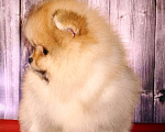 Собаки в Соликамске: Померанский шпиц Мальчик, 50 000 руб. - фото 2