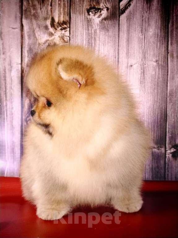 Собаки в Соликамске: Померанский шпиц Мальчик, 50 000 руб. - фото 2