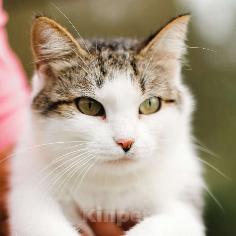 Кошки в Москве: Ося. Самая уютная кошка в мире Девочка, 1 руб. - фото 1