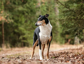 Короткошерстный колли