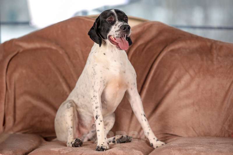 Собаки в Москве: Молодой пойнтер Руперт в добрые руки Мальчик, Бесплатно - фото 2