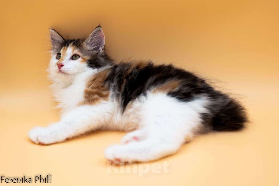 Кошки в Хабаровске: Котёнок Курильского Бобтейла Ференика Фил МАНАНА Девочка, 40 000 руб. - фото 1