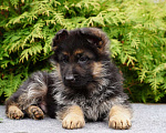 Собаки в Москве: Немецкая овчарка щенок мальчик Мальчик, 50 000 руб. - фото 2