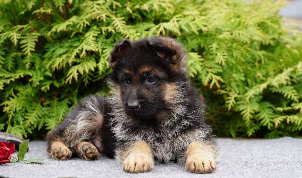 Собаки в Москве: Немецкая овчарка щенок мальчик Мальчик, 50 000 руб. - фото 2