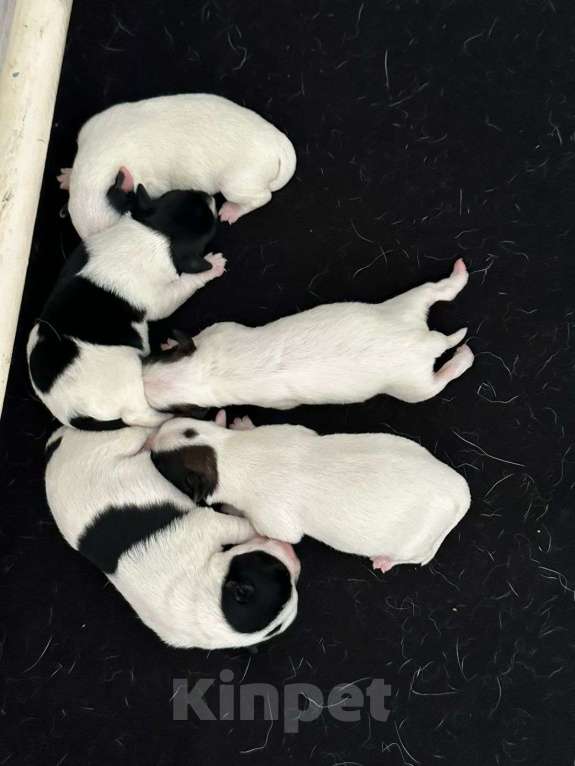 Собаки в Казани: Джек Рассел  Мальчик, 15 000 руб. - фото 2